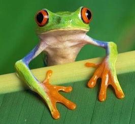 好爽蛙,探寻自然与生活的和谐共鸣