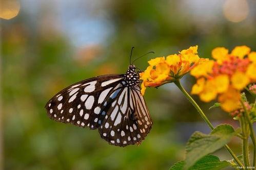 蝴蝶不说话,无声中的美丽与智慧